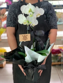 Orquídea Branca Time Corinthians