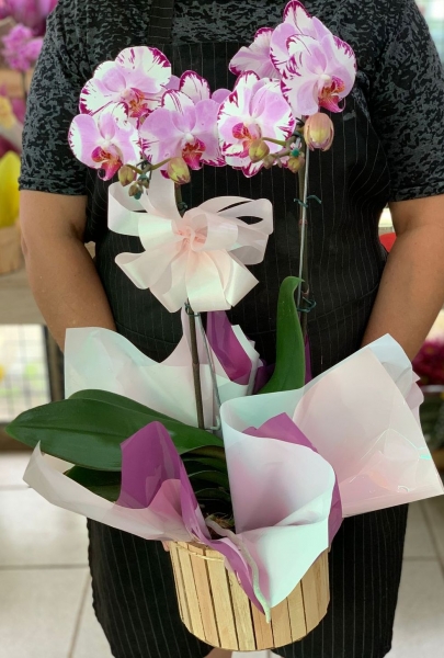Orquídea Rosa Dupla Haste